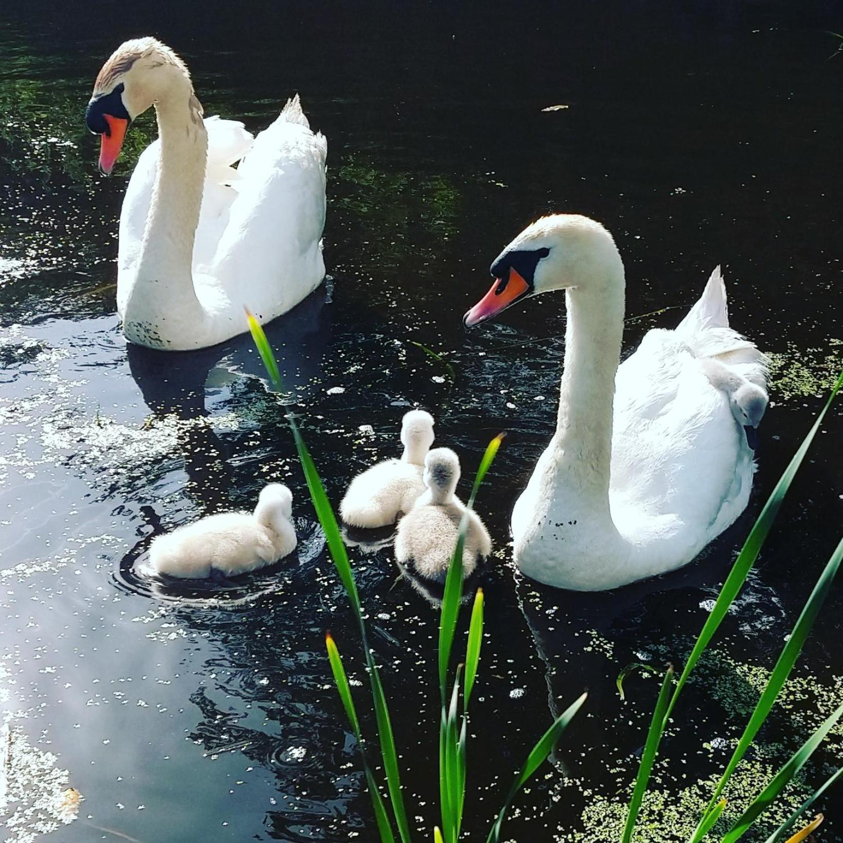 Het Waterhoentje Sint Jansklooster Kültér fotó
